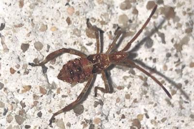 <i>Leptoglossus occidentalis</i>