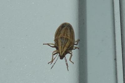 <i>Aelia acuminata</i>