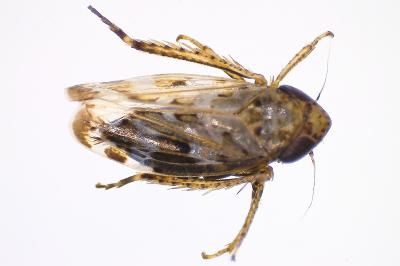 <i>Sardius argus</i>