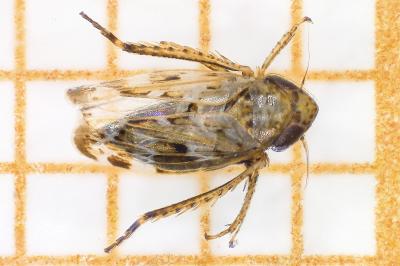 <i>Sardius argus</i>