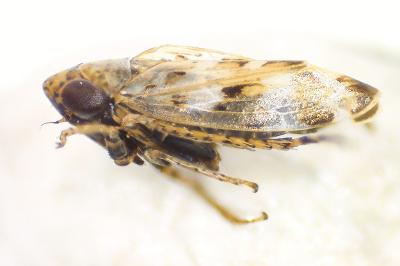 <i>Sardius argus</i>