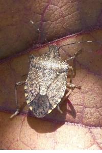 <i>Halyomorpha halys</i>