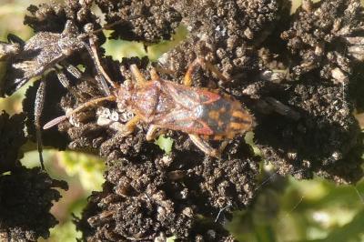 <i>Stictopleurus</i>