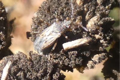 <i>Nysius</i>