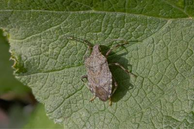 <i>Halyomorpha halys</i>