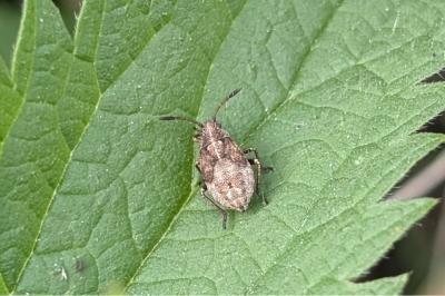 <i>Stictopleurus</i>
