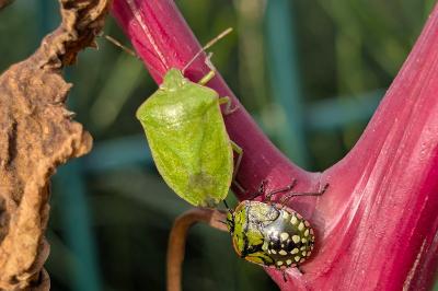 <i>Nezara viridula</i>