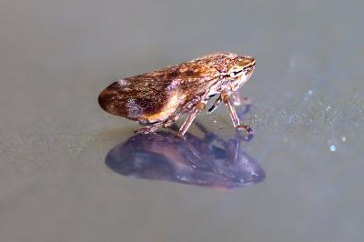 <i>Philaenus spumarius</i>