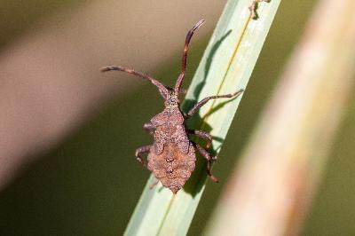 <i>Coreus marginatus</i>