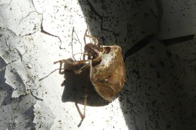 <i>Eysarcoris ventralis</i>