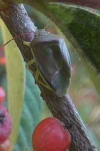 <i>Piezodorus lituratus</i>