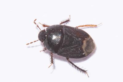 <i>Geotomus punctulatus</i>