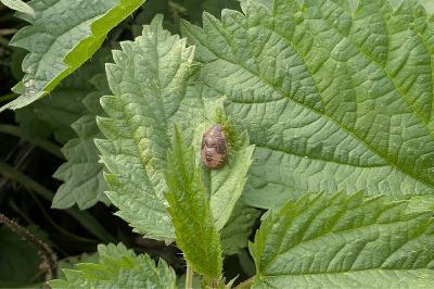 <i>Peribalus strictus</i>