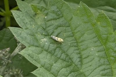 <i>Eupteryx</i>