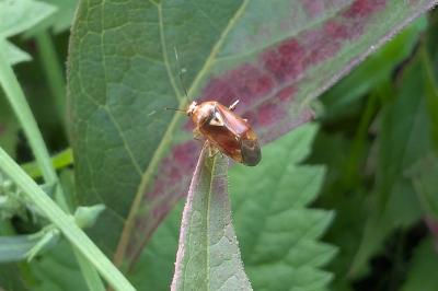 <i>Lygus pratensis</i>