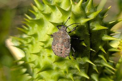<i>Halyomorpha halys</i>