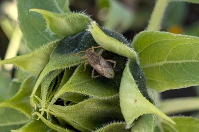 <i>Stictopleurus</i>