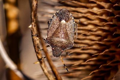 <i>Peribalus strictus</i>