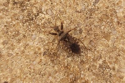 <i>Coranus griseus</i>