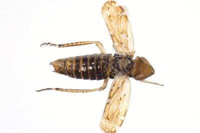 <i>Jassargus obtusivalvis</i>