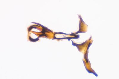 <i>Jassargus obtusivalvis</i>