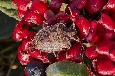 <i>Halyomorpha halys</i>