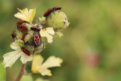 <i>Pyrrhocoris apterus</i>