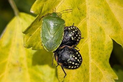 <i>Nezara viridula</i>