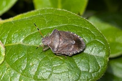 <i>Peribalus strictus</i>