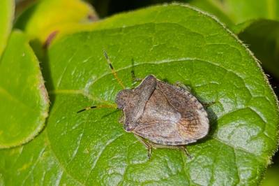 <i>Peribalus strictus</i>