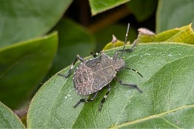 <i>Halyomorpha halys</i>