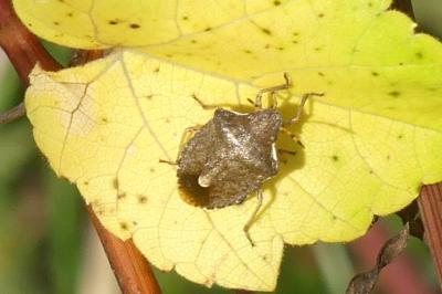 <i>Peribalus strictus</i>