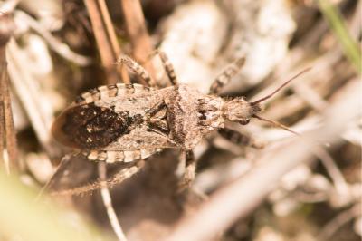 <i>Coranus griseus</i>