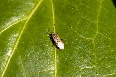 <i>Nysius</i>