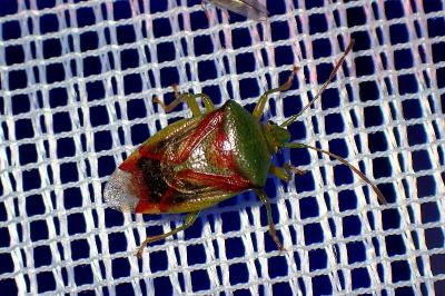 <i>Elasmostethus interstinctus</i>