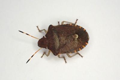 <i>Peribalus strictus</i>
