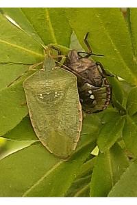 <i>Nezara viridula</i>