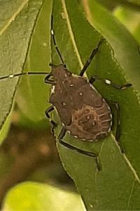 <i>Halyomorpha halys</i>