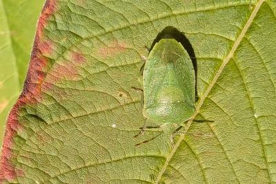 <i>Nezara viridula</i>
