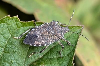 <i>Halyomorpha halys</i>