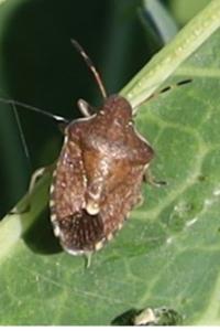 <i>Peribalus strictus</i>