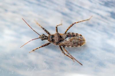 <i>Coranus kerzhneri</i>