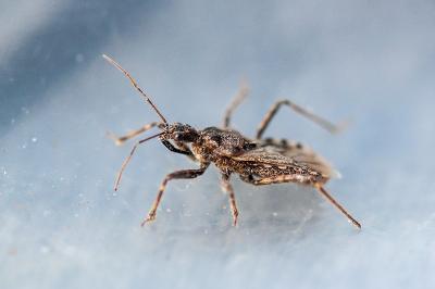 <i>Coranus kerzhneri</i>