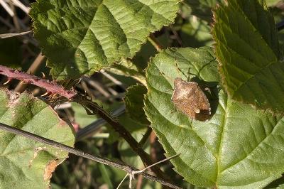 <i>Peribalus strictus</i>
