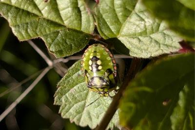 <i>Nezara viridula</i>