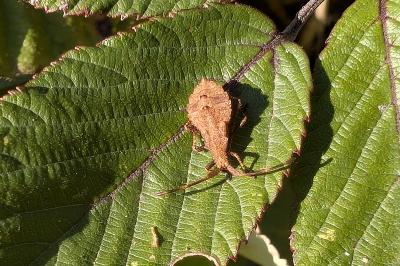 <i>Coreus marginatus</i>