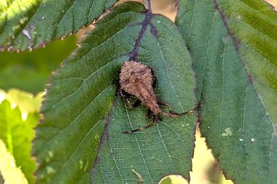 <i>Coreus marginatus</i>