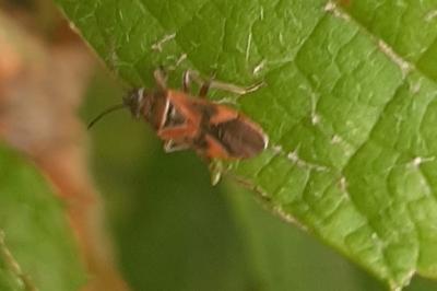 <i>Arocatus roeselii</i>