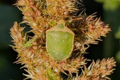 <i>Nezara viridula</i>