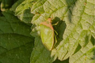 <i>Nezara viridula</i>